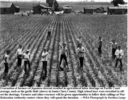 Dorothea Lange’s photograph of students harvesting garlic because of wartime labor shortage. Photo dated May 5, 1942. Taken in San Lorenzo, Calif.
